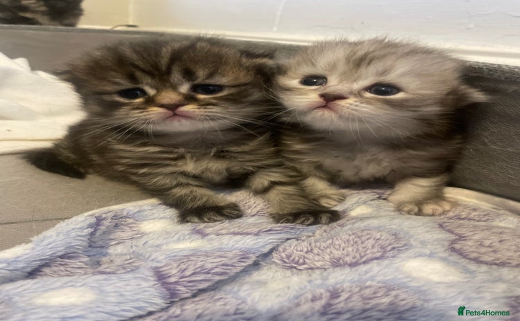 Scottish Fold cats - Advert 1