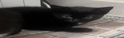 Domestic Shorthair cats for sale: Kittens ready to leave for their new homes  - Advert 7