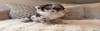 Cockapoo 1