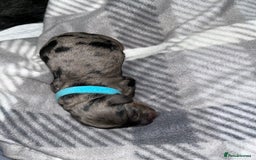 Cockapoo dogs for sale: F1B Cockapoos🐶 - Image 12