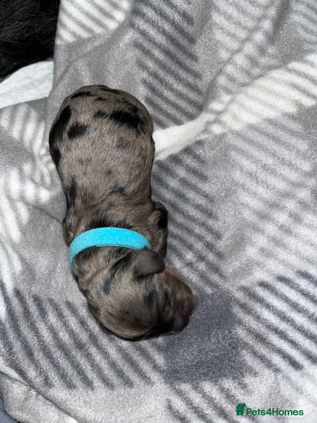 Cockapoo dogs for sale: F1B Cockapoos🐶 - Image 12