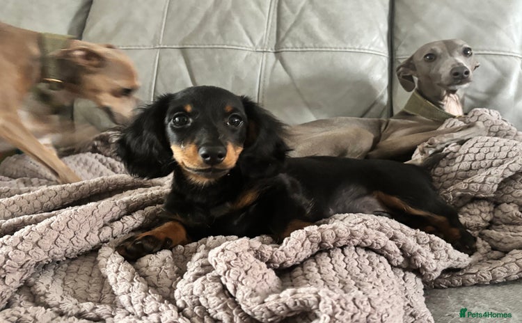 Dachshund dogs - Advert 2