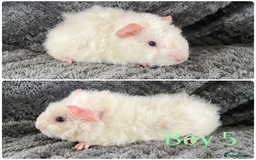 Guinea Pig rodents for sale: 3 handsome boys  - Image 3