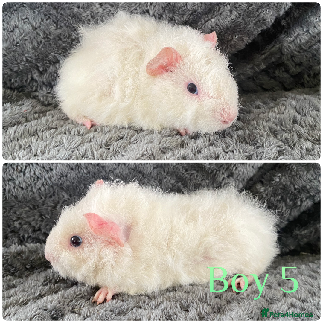 Guinea Pig rodents for sale: 3 handsome boys  - Image 3