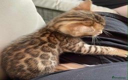 Bengal cats for sale: Bengal boy ready for reservation  - Image 7