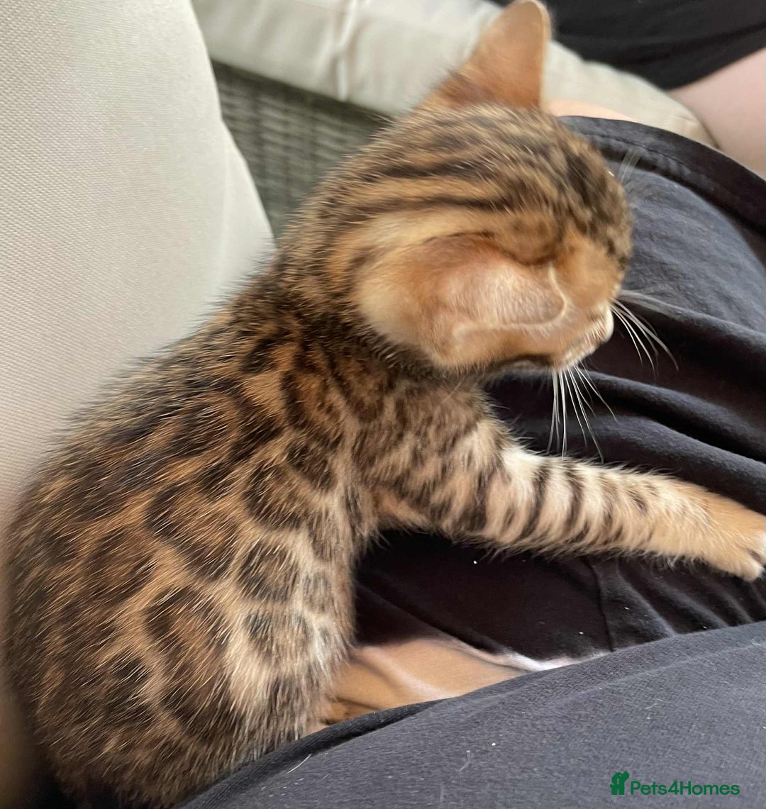 Bengal cats for sale: Bengal boy ready for reservation  - Image 7