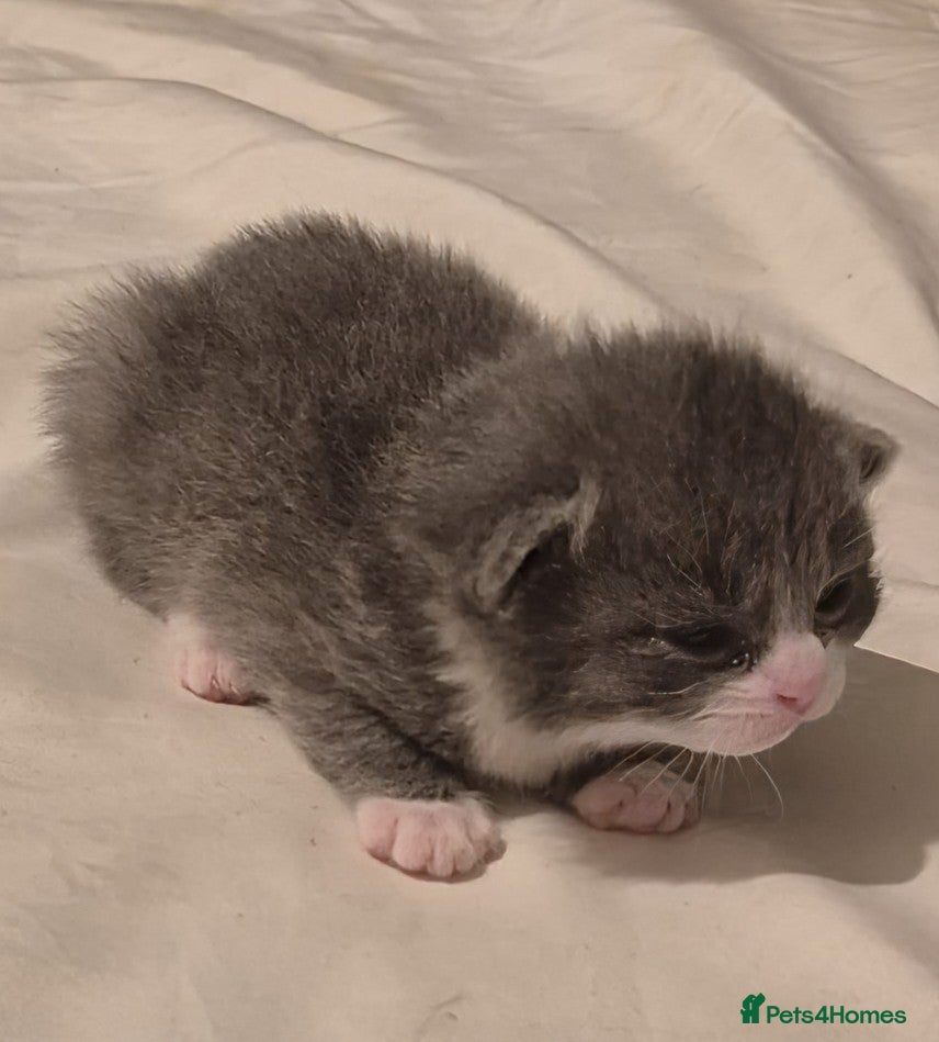 Domestic Shorthair cats for sale: 🖤 LAST KITTEN REMAINING – Midnight 🖤 - Advert 20