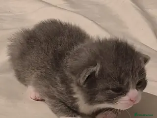 Domestic Shorthair cats Striking litter of kittens - Advert 19