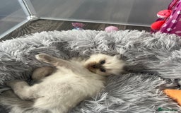 Ragdoll cats for sale: Blue colourpoint Ragdolls  - Image 13
