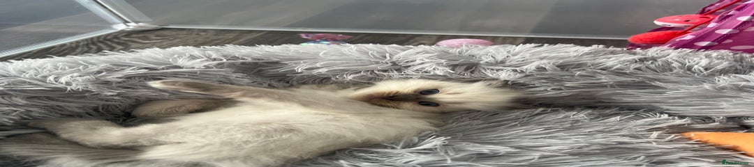Ragdoll Kitten 3