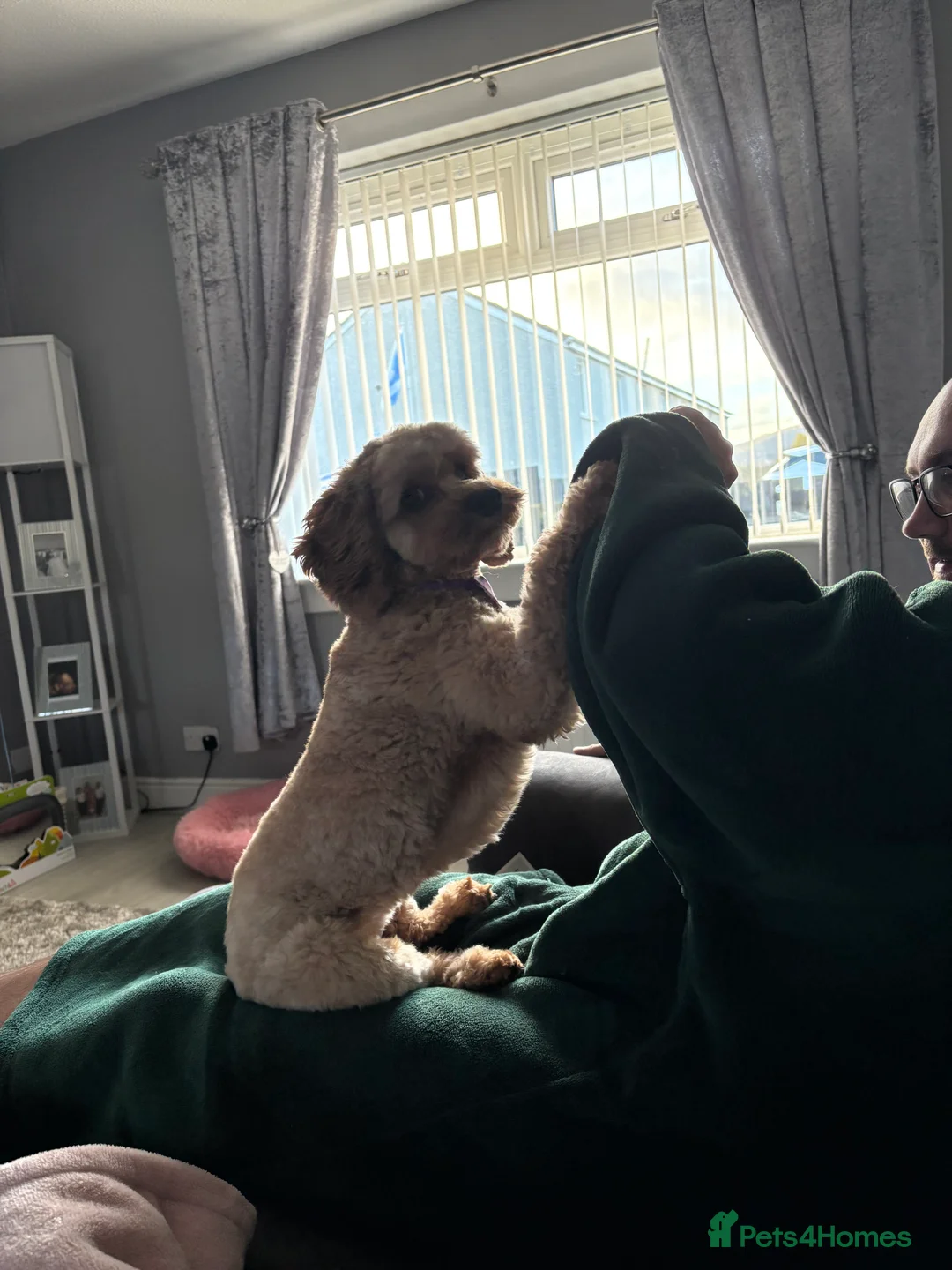 Cavapoo dogs for sale: River toy cavapoo - Advert 2