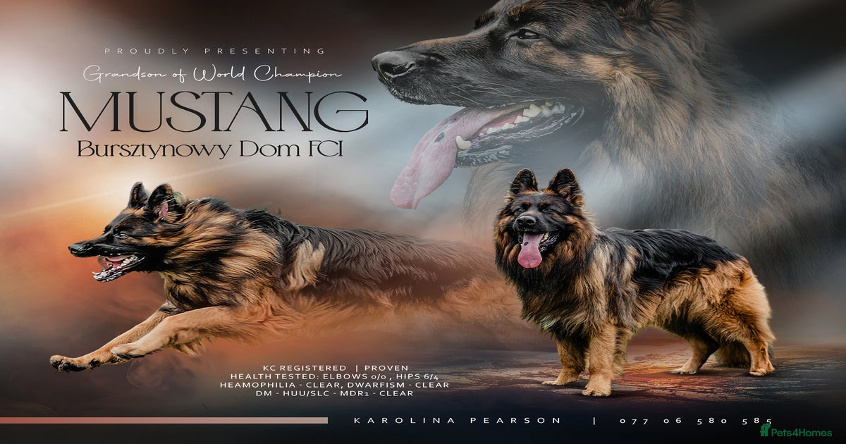 STUD Mustang german shepherd KC for stud in Stoke-on-Trent