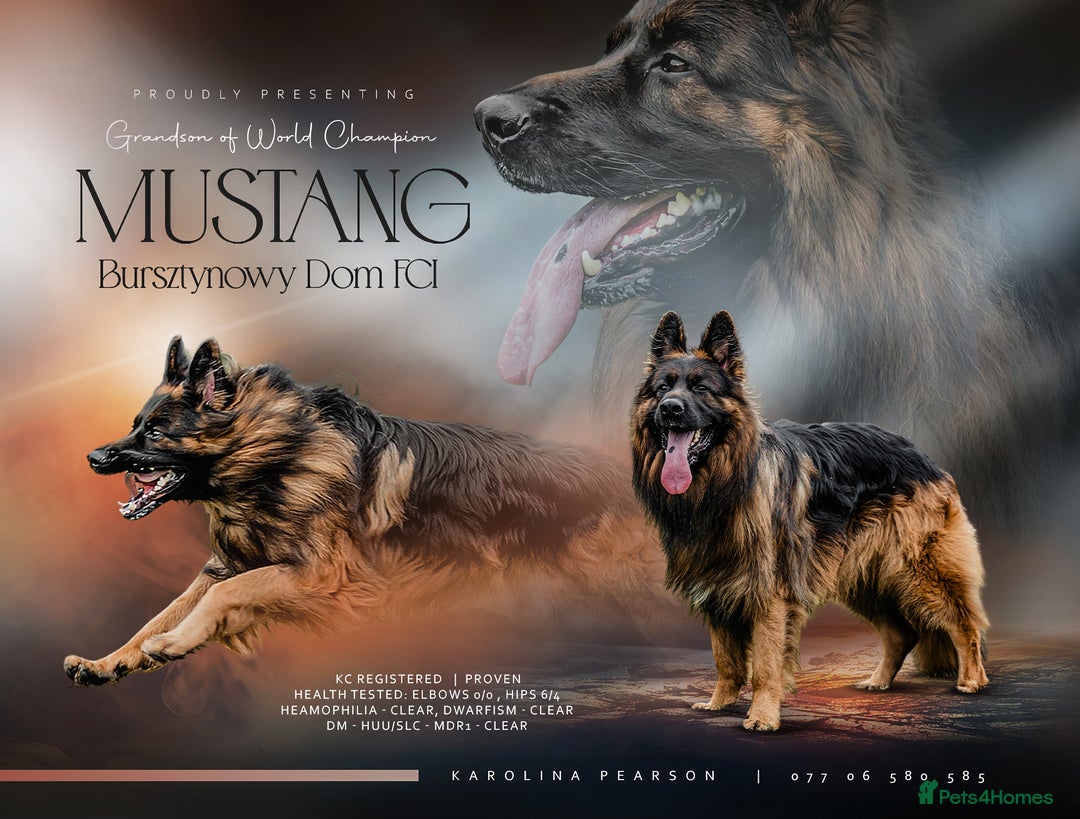 German Shepherd dogs for stud: STUD Mustang german shepherd KC  in Stoke-on-Trent - Image 1