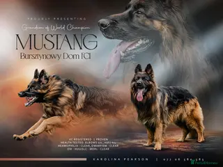 German Shepherd dogs STUD Mustang german shepherd KC in Stoke-on-Trent - Advert 8