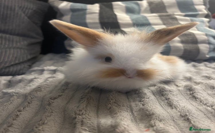 Mini Lion Lop rabbits - Advert 2