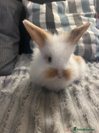 Mini Lion Lop rabbits - Advert 2