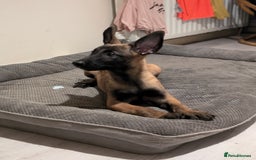 Belgian Shepherd Dog dogs for sale: Belgian malinois pups  - Image 8