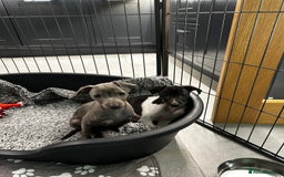 Italian Greyhound dogs for sale: Beautiful Italian greyhound puppies  - Image 6