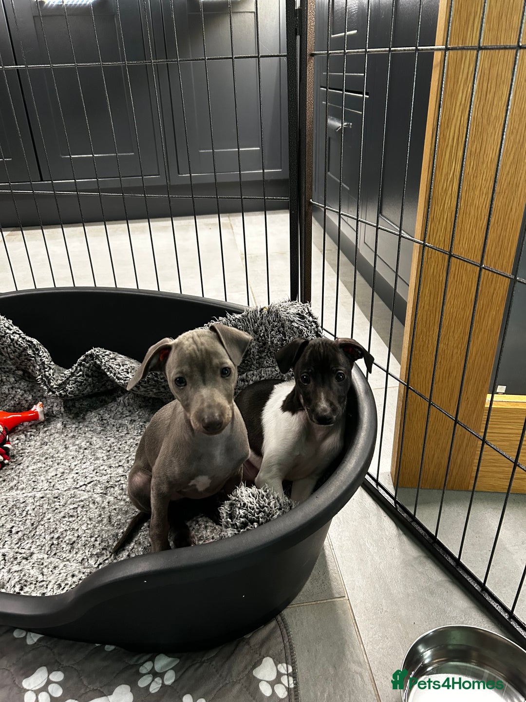 Italian Greyhound dogs for sale: Beautiful Italian greyhound puppies  - Image 6