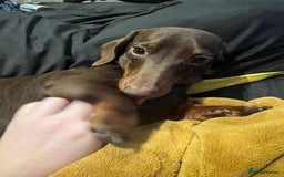 Miniature Dachshund dogs for stud: Miniature chocolate and tan(3.8kg)long carrier in Bridge of Weir - Image 3