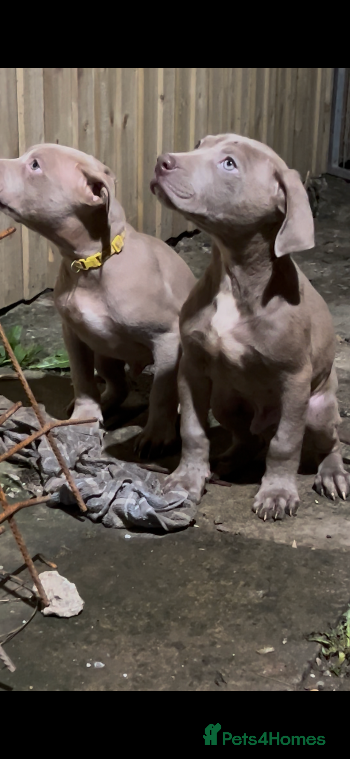 American Bull Staffy dogs Amazing puppies.  - Advert 11