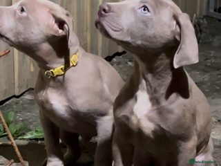 American Bull Staffy dogs 2 Amazing males remaining - Advert 6