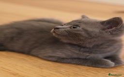 British Shorthair cats for sale: Teddy-Soft Blue British Shorthair Kitten - Image 7