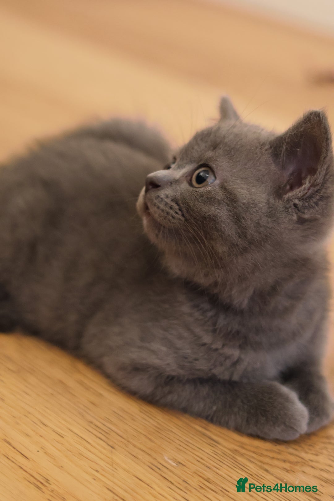 British Shorthair cats for sale: Teddy-Soft Blue British Shorthair Kitten - Image 7