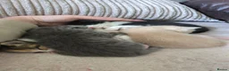 Mixed Breed cats for sale: Beautiful mixed breed kittens must go this week. - Advert 14