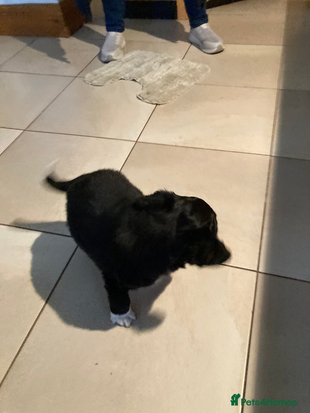 Sprollie dogs for sale: Male Sprollie Pup - Advert 5