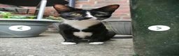 Mixed Breed cats for sale: beautiful kitty needing new forever home - Advert 2