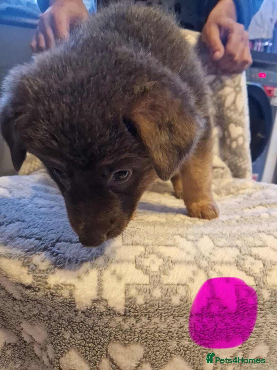 German Shepherd dogs for sale: 5 weeks German shepherd puppies  - Advert 15