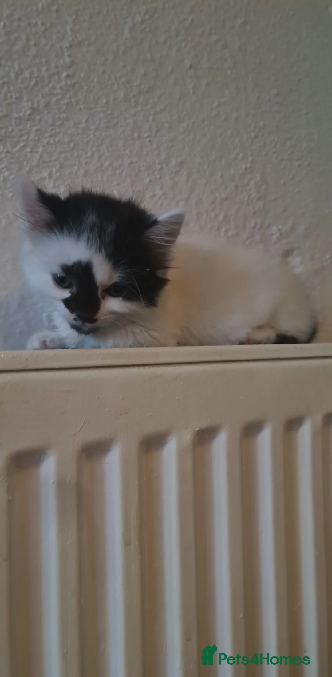 Siberian cats for sale: Kittens - Advert 11