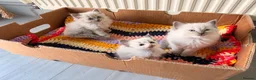 Ragdoll cats for sale: Beautiful Blue-Eyed Ragdoll Kittens - Advert 23