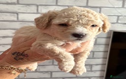 Poochon dogs for sale: 9 Poochon Puppies for Sale – Merles Available - Image 8
