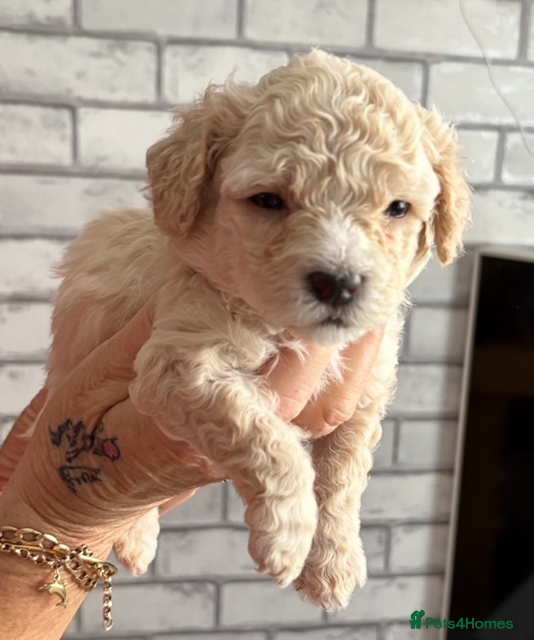 Poochon dogs for sale: 9 Poochon Puppies for Sale – Merles Available - Image 8