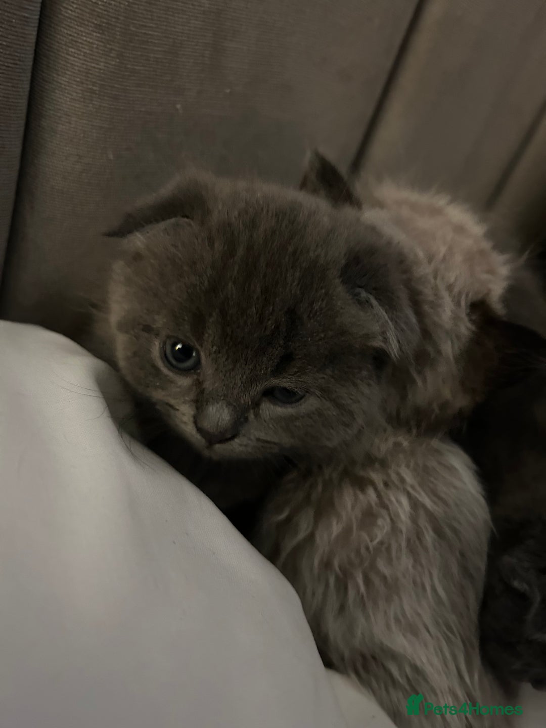Ragdoll cats for sale: Scottish fold kittens  - Image 6
