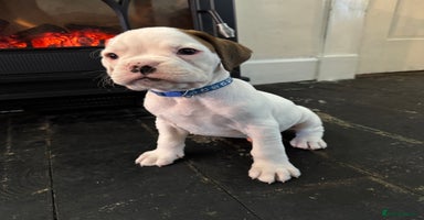 Boxer dogs - Advert 3