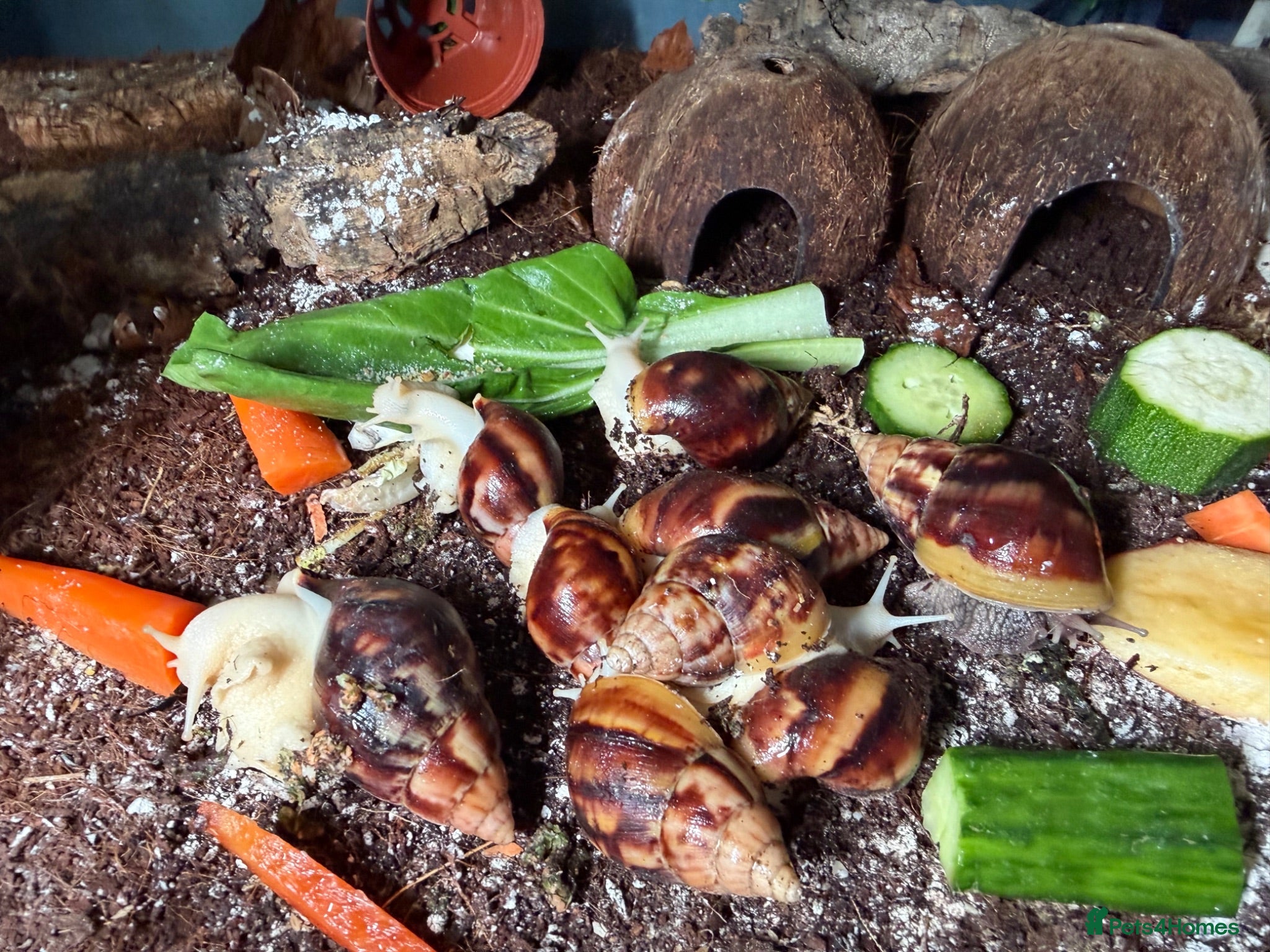 Snails invertebrates Achatina Fulica Giant African land snails  - Advert 2