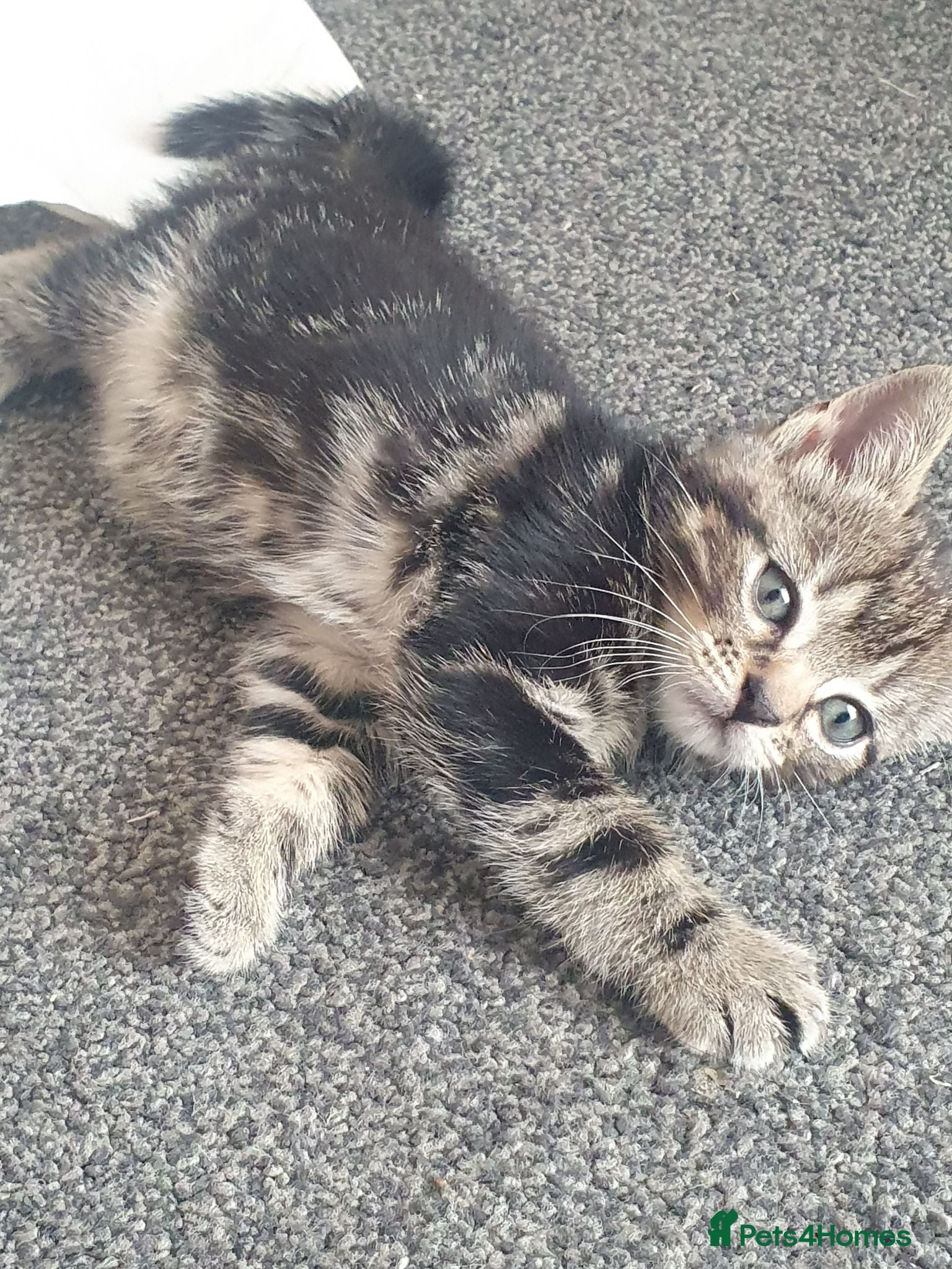 Mixed Breed cats Kittens for sell - Advert 12