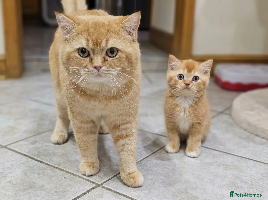British Shorthair cats for sale: Adorable Kittens Ready For Reservation  in Leamington Spa - Advert 17