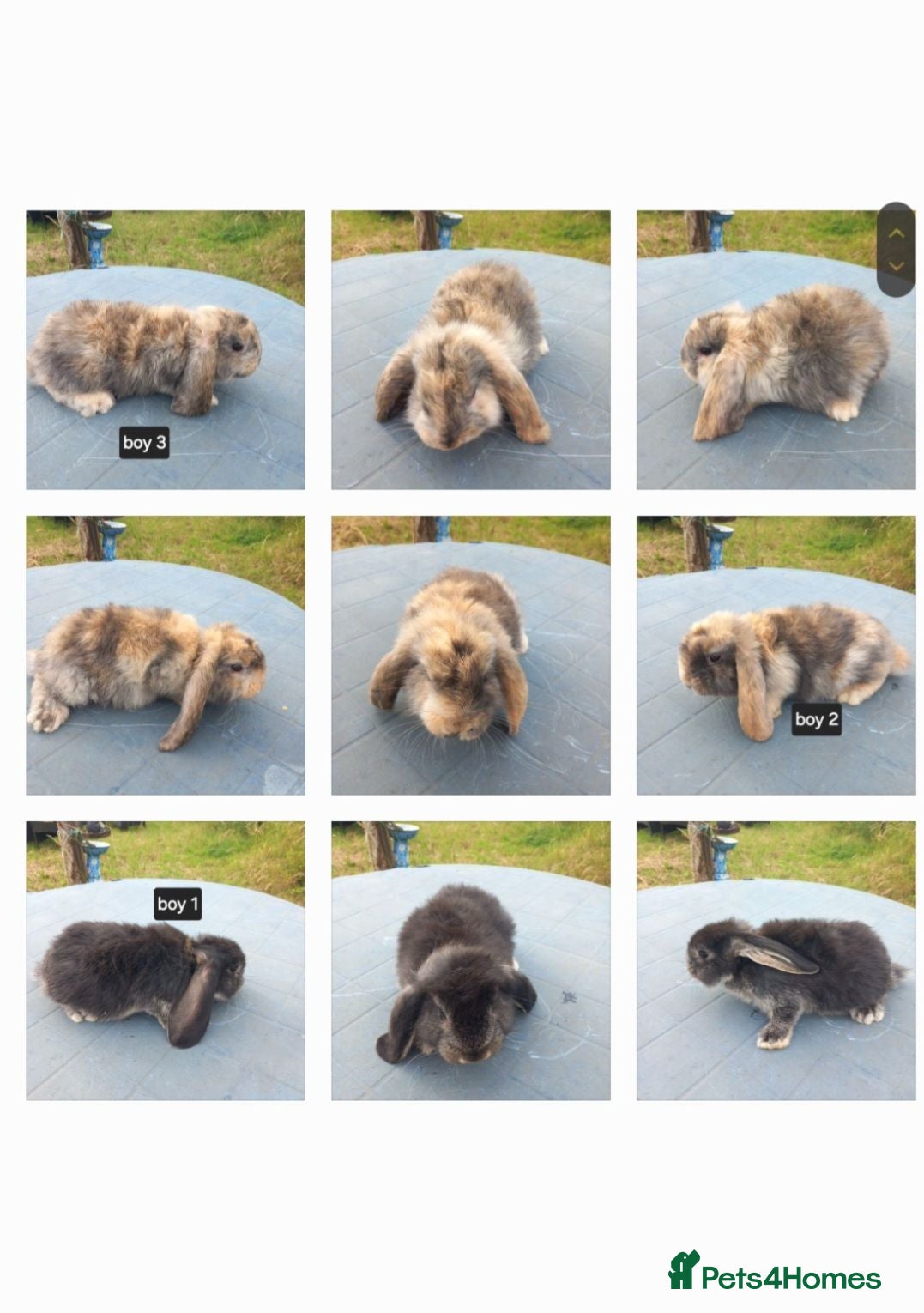 French Lop rabbits Pure French lop giant baby rabbits ready now - Advert 1