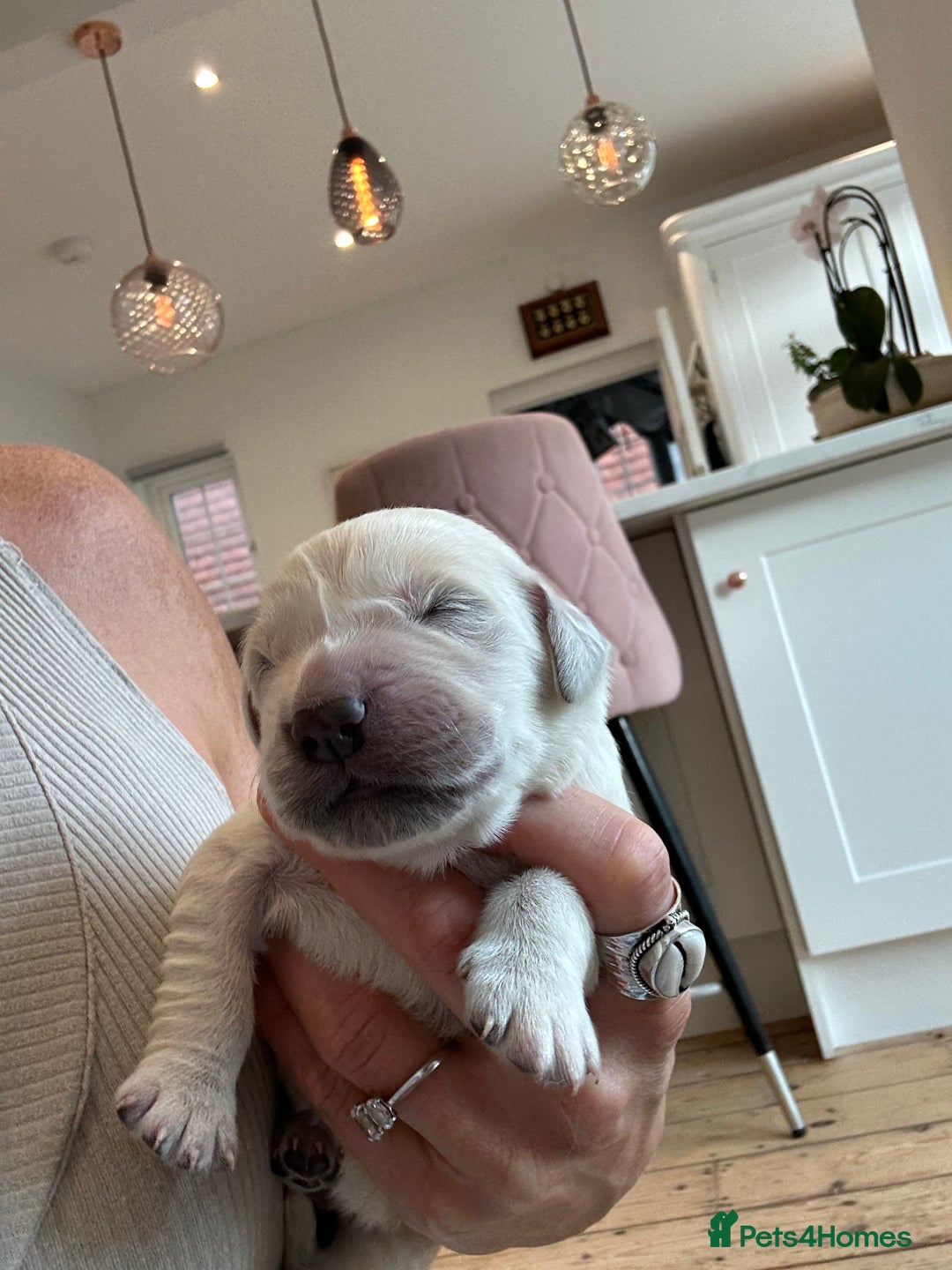 Golden Retriever dogs for sale: Champion line cream golden retriever puppies - Advert 17