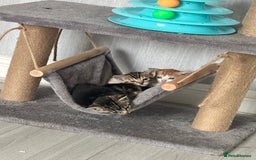 Mixed Breed cats for sale: 4 beautiful loving boys 🩵 - Image 1