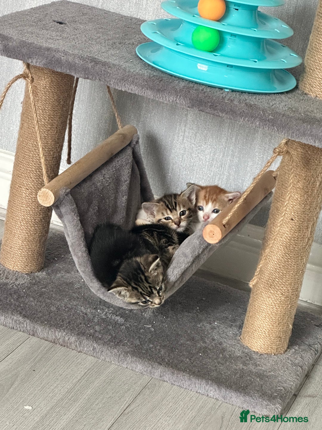 Mixed Breed cats for sale: 4 beautiful loving boys 🩵 - Image 1