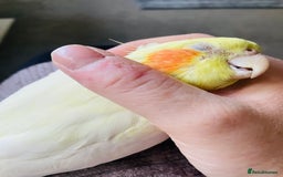 Cockatiels birds for sale: Beautiful extremely tame cockatiel  - Image 1