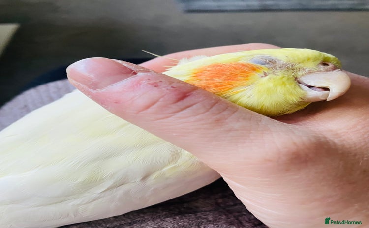 Cockatiels birds - Advert 1