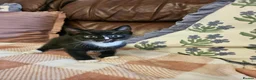 Mixed Breed cats for sale: 3 adorable kittens for sale in Walsall - Advert 4