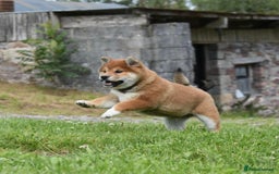 Japanese Shiba Inu dogs for sale: Japanese Shiba Inu Puppy 1 - 🏆 Bloodline health tested Shiba Inu Puppies  - Image 7