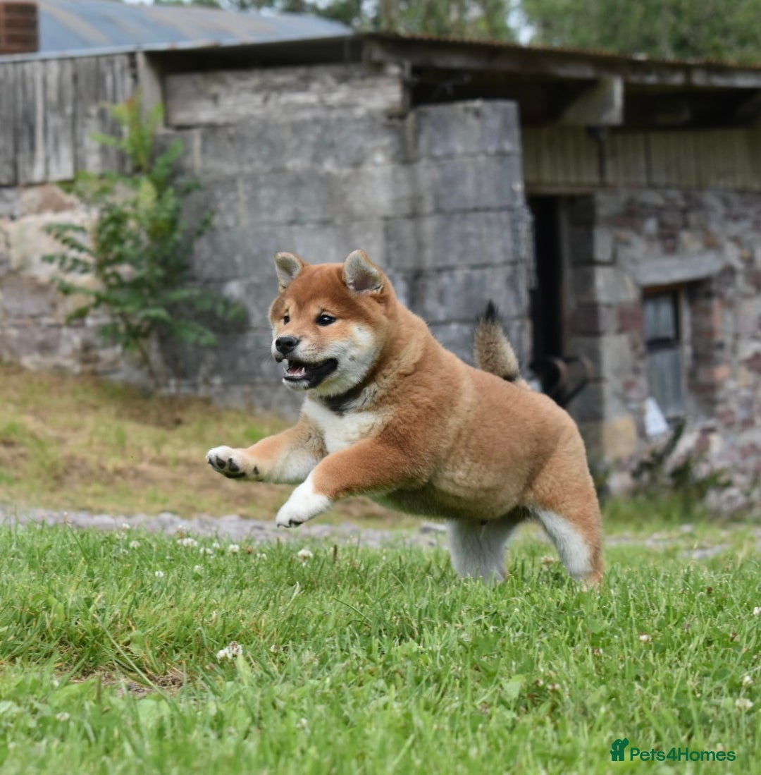 Japanese Shiba Inu dogs for sale: Japanese Shiba Inu Puppy 1 - 🏆 Bloodline health tested Shiba Inu Puppies  - Image 7